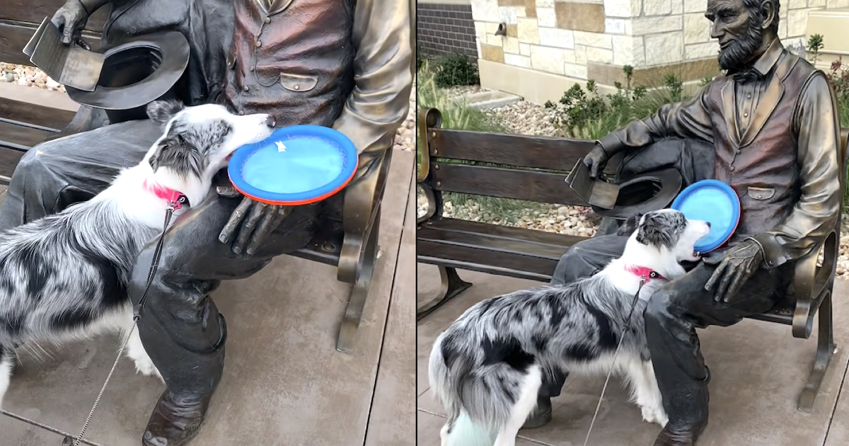 Playful Dog Confused By The Reality That Abe Lincoln Will Not Play Fetch With Her