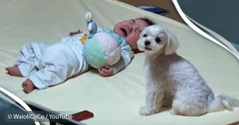 Puppy Helps Hopeless Mother Lastly Calm Her Weeping Baby