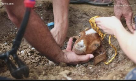 Rescuers Spend Hrs Digging Up A Goat Trapped In A Huge Irrigation Pipe And Saving Its Life