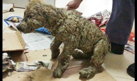 Ruthless kids Drowned Dog In Glue Just For Fun