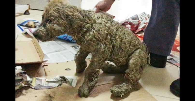 Ruthless kids Drowned Dog In Glue Just For Fun