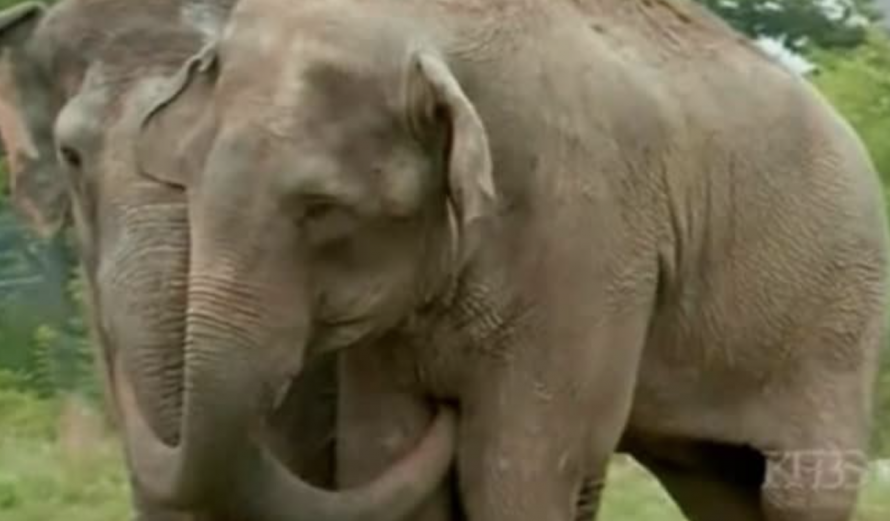 Saved Circus Elephant Reunited After 22 Years Apart