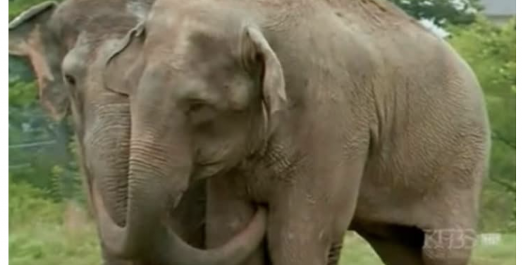 Saved Circus Elephant Reunited After 22 Years Apart