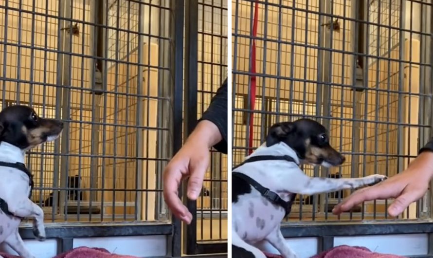 Shaking Shelter Dog Locates A Person He Can Trust And Offers A Paw