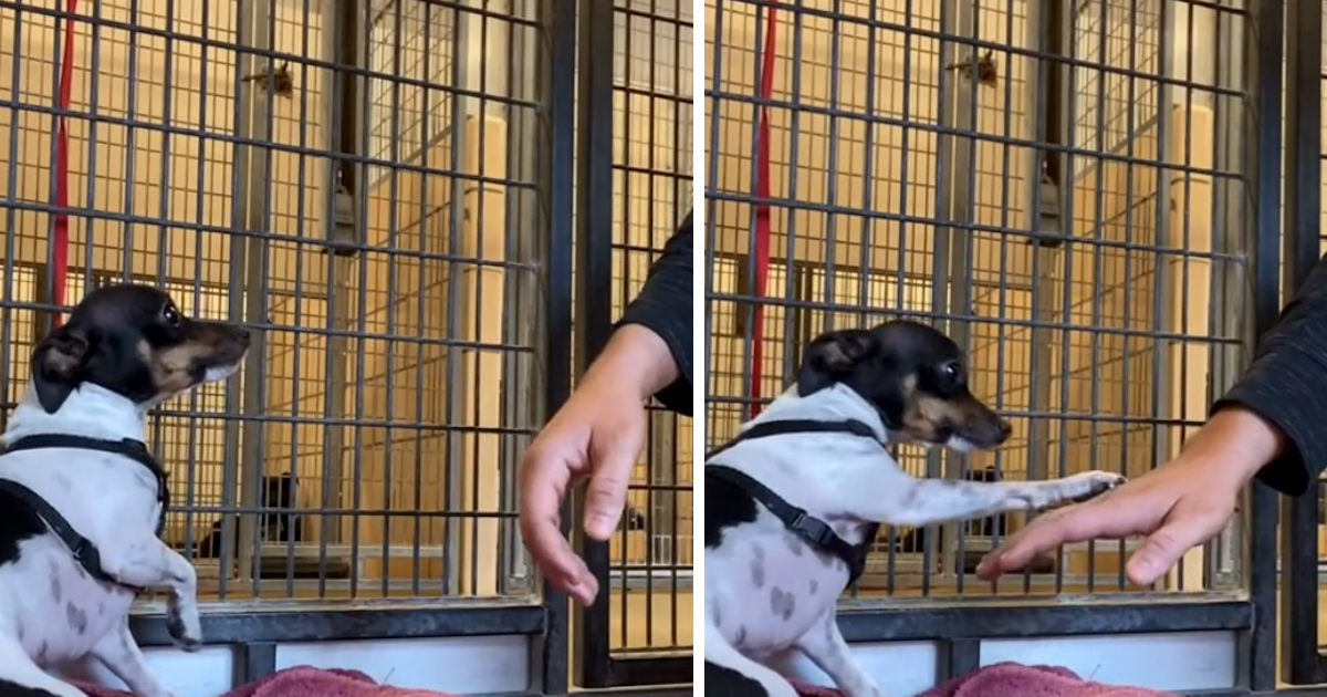 Shaking Shelter Dog Locates A Person He Can Trust And Offers A Paw