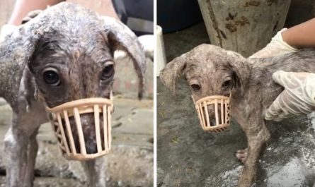 Stray Believed Rescuers Were Going To Harm Her, So She Needed to Be Muzzled.jpg