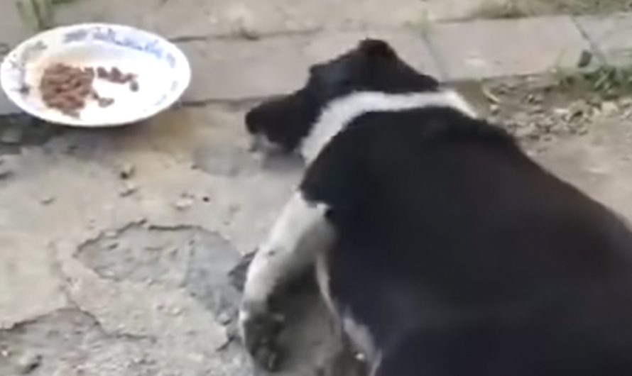 Street Dog Can Just Crawl Over To The Food The Rescuer Offered