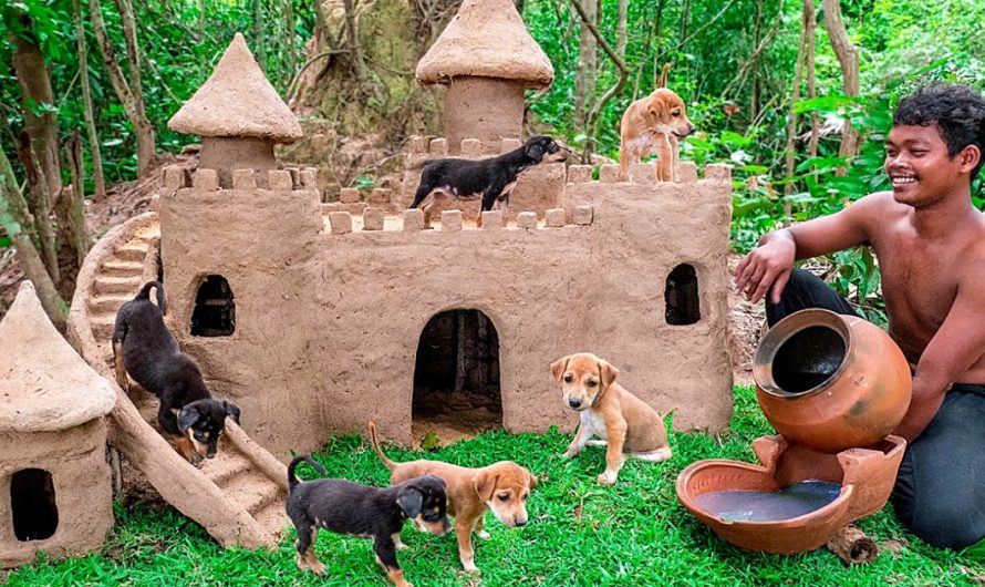 Thailand Man Saves Abandoned Puppies and Builds Castles For Them To Live In