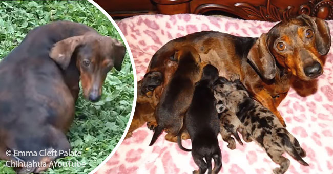 The Dog Is Required To Become A Mom Of 7 Puppies Although She Is Paralyzed.