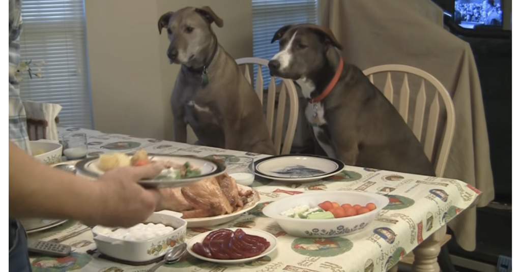 The Man Lovingly Prepares The Thanksgiving Dinner For His Pet dogs