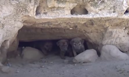 These Stray Puppies Used A Cave To Hide From The Big, Mysterious World Around Them