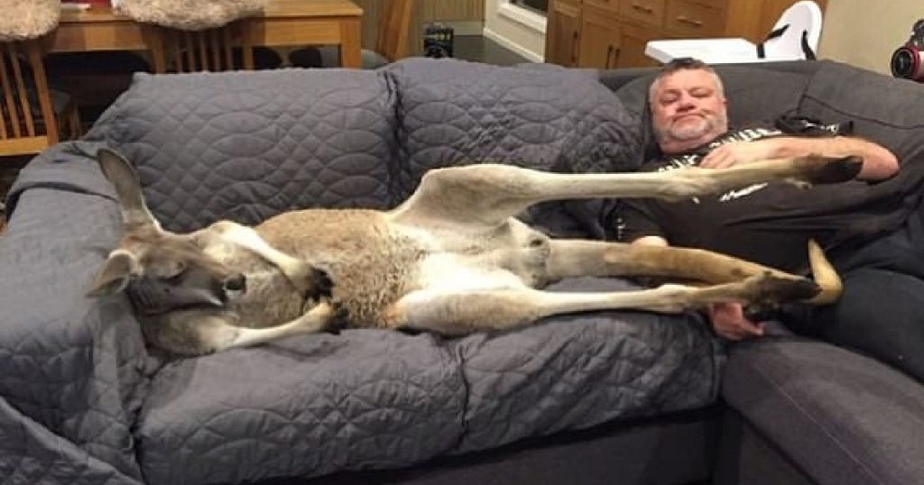 This Kangaroo Enjoys Everyday Sofa Cuddles With Papa