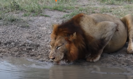 Brave Turtle Terrifies Lions Far From The Water Hole