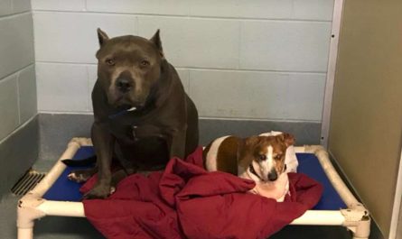 Wonderful pit bull assists small blind friend to explore the world and never ever leaves his side