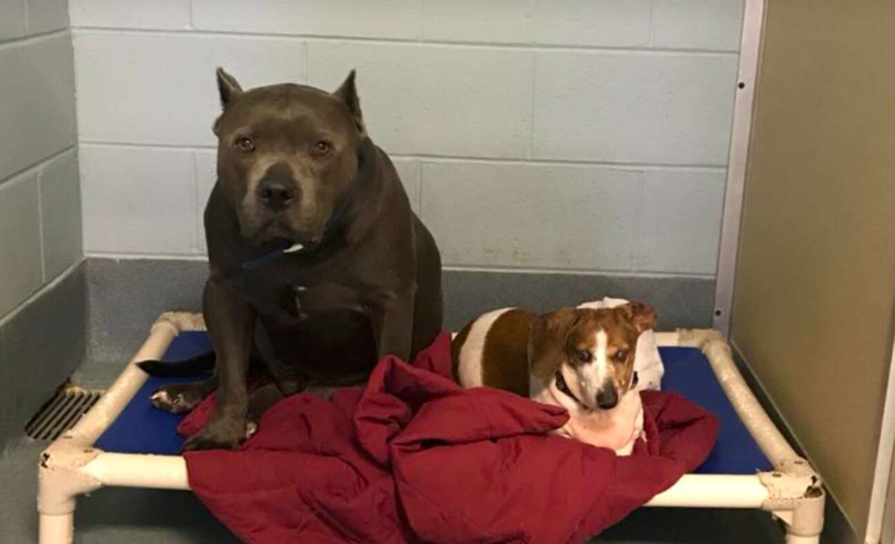 Wonderful pit bull assists small blind friend to explore the world and never ever leaves his side