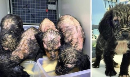 4 Puppies Were Found Rotting Away, However One Ended Up Different From The Others