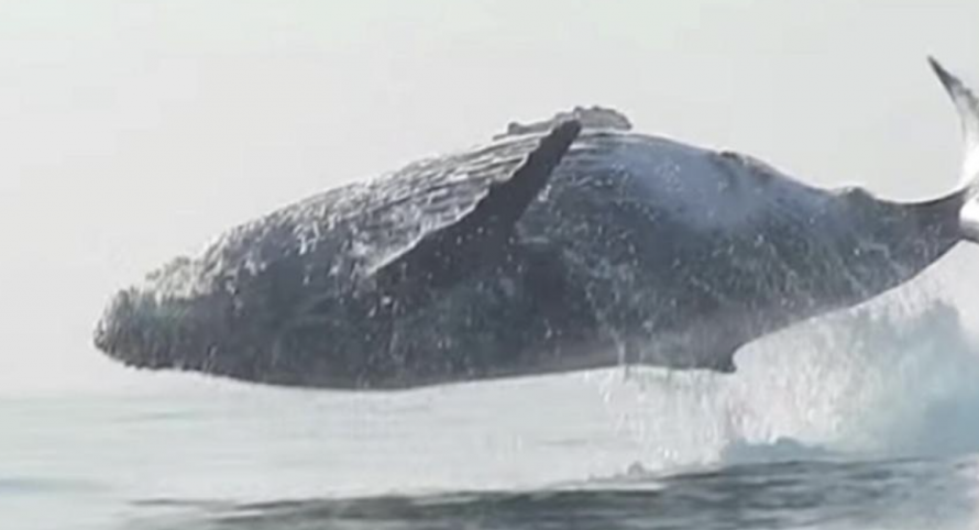 A Big 40 Ton Humpback Whale Jumping Totally Out Of The Water