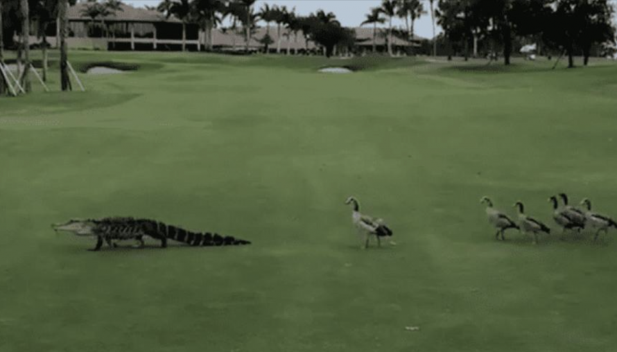 A Brave Goose Chasing After a Crocodile To Protect Its Babies