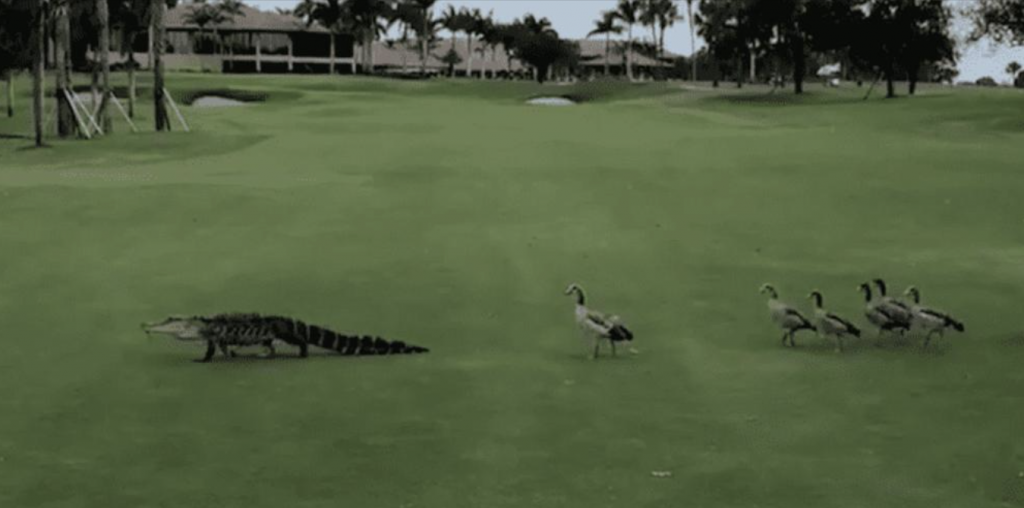 A Brave Goose Chasing After a Crocodile To Protect Its Babies