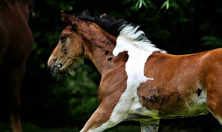 A Foal Born With A Horse Shaped Mark