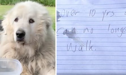 A White Fluffy Dog Was Tied To A Sled And Left With A Note