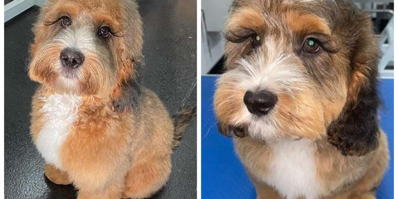 A dog with big eyelashes attracts people with its natural beauty