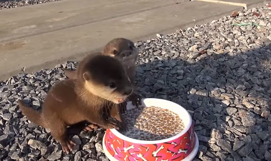 Adorable video shows 2 precious baby otters squeaking while having lunch