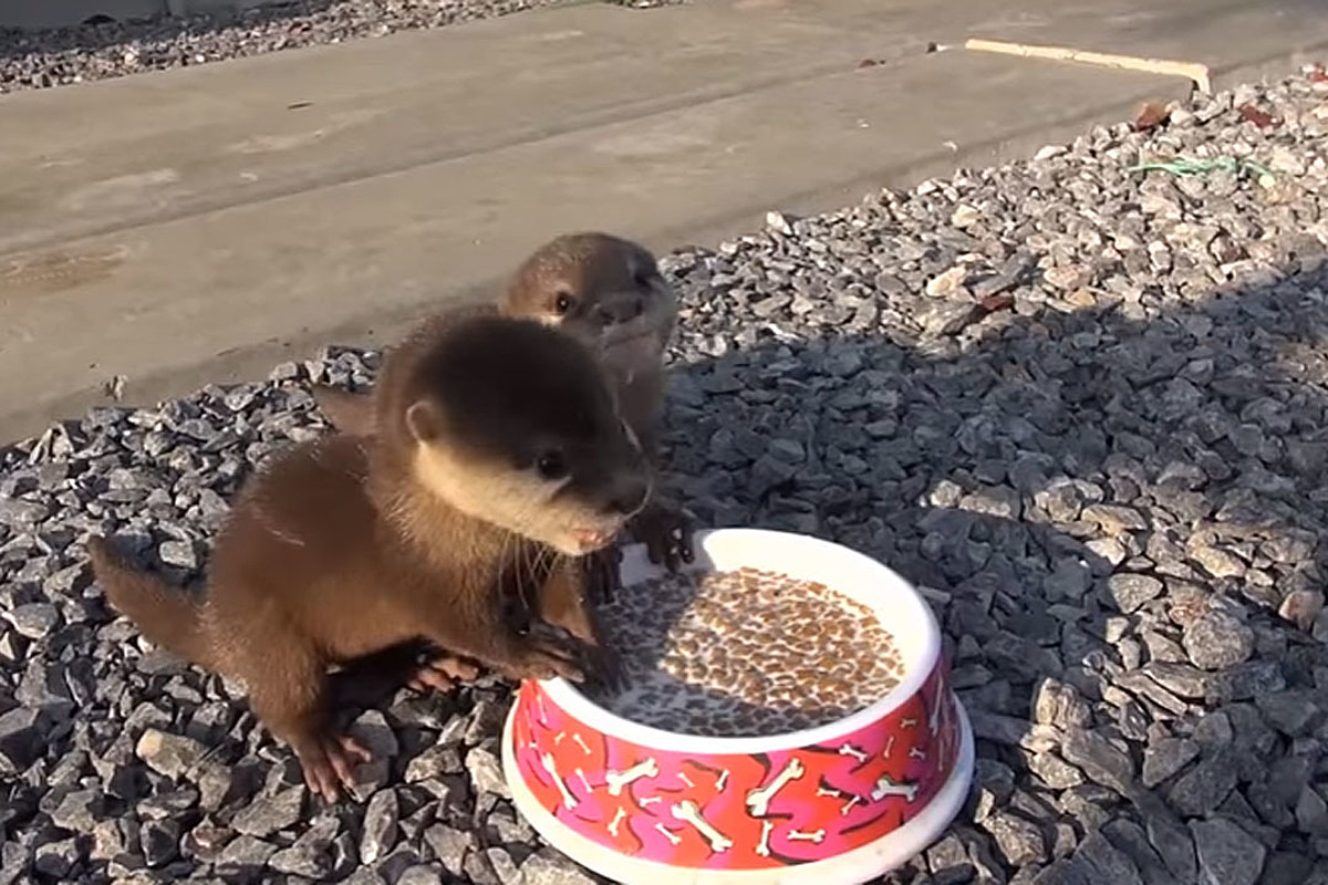 Adorable video shows 2 precious baby otters squeaking while having lunch