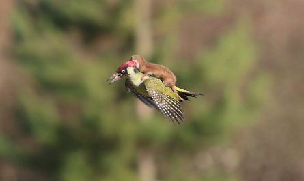 Baby Weasel Takes A Wonderful Ride On Woodpecker's Back
