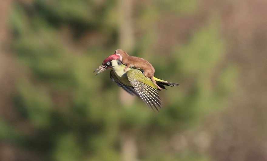 Baby Weasel Takes A Wonderful Ride On Woodpecker’s Back