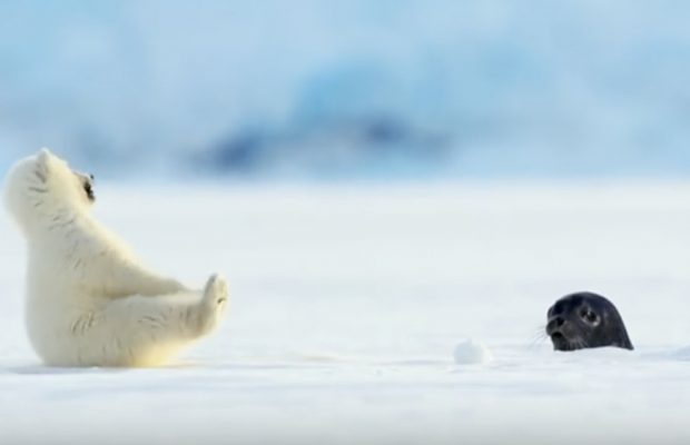Baby seal by accident scares a polar bear cub in prettiest wildlife footage