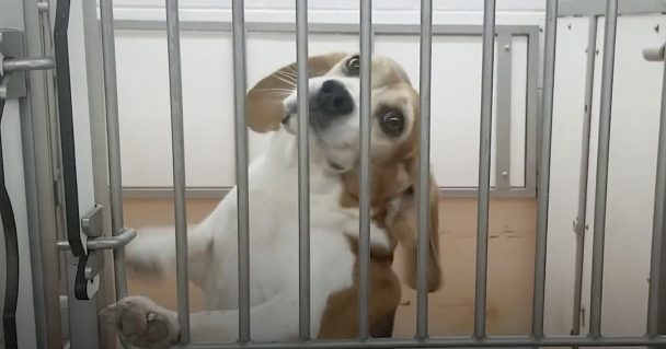 Beagle Is Saved From His Cage Testing To See The Sunshine Grass