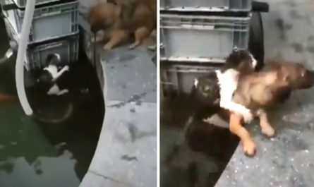 Brave Dog Jumps Into The Water To Rescue The Sinking Kitten And Safely Piggybacks