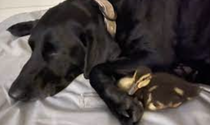 Brave Labrador risks her life to rescue her duck pals from alligator