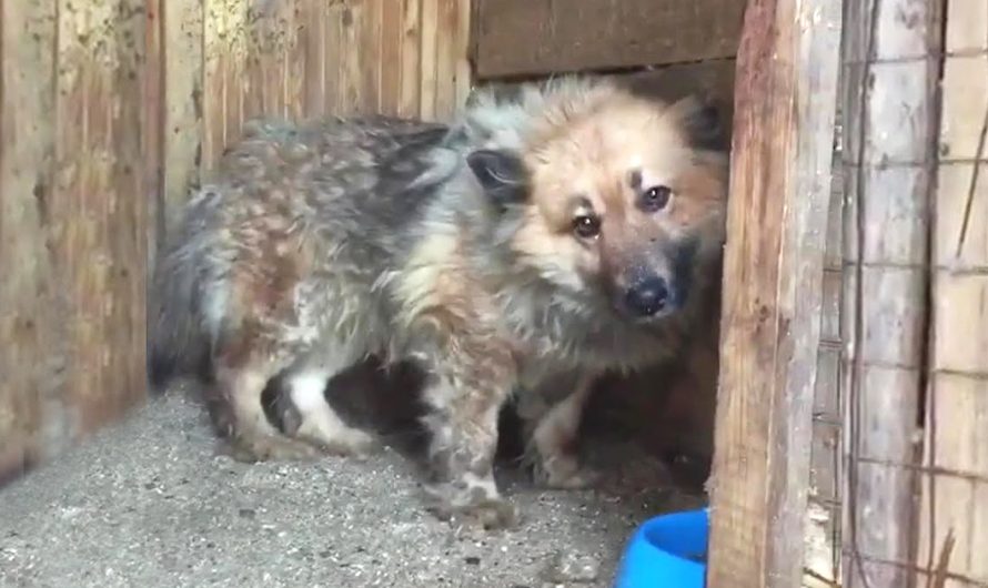 Bullied Dog Shyly Peeks Out From Behind The Door When They Show up