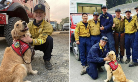 Compassionate Golden Retriever Comforts Firefighters Battling California Wildfire