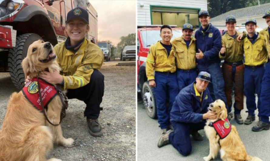 Compassionate Golden Retriever Comforts Firefighters Battling California Wildfire