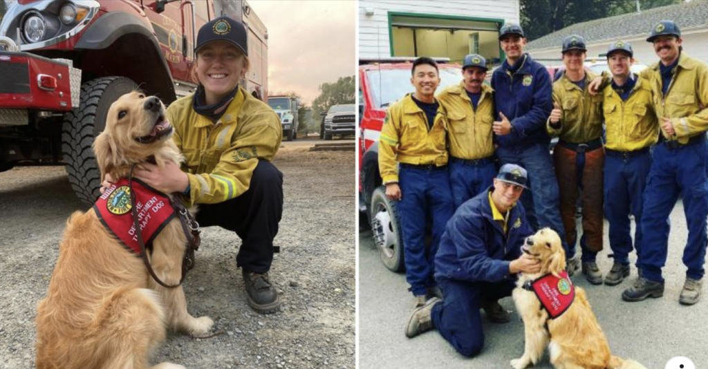 Compassionate Golden Retriever Comforts Firefighters Battling California Wildfire