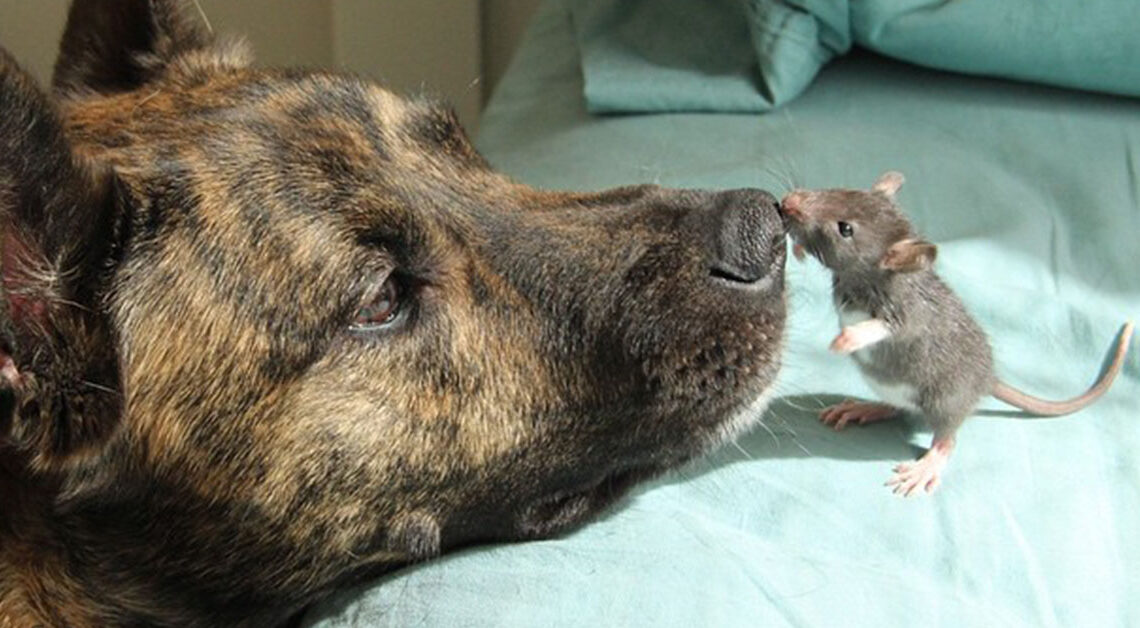 Depressed Rescue Dog Had Nobody To Play With Becomes Best Friends With A Rat