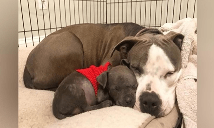 Devastated Pit Bull Lastly Finds Love With Orphaned Young Puppy After Losing Her Own