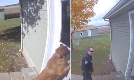 Dog Allows Herself Inside Leaves The Door Open Causing The Cops Being Called