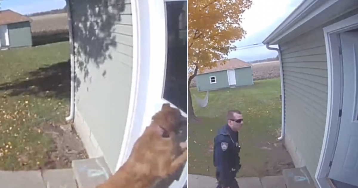 Dog Allows Herself Inside Leaves The Door Open Causing The Cops Being Called