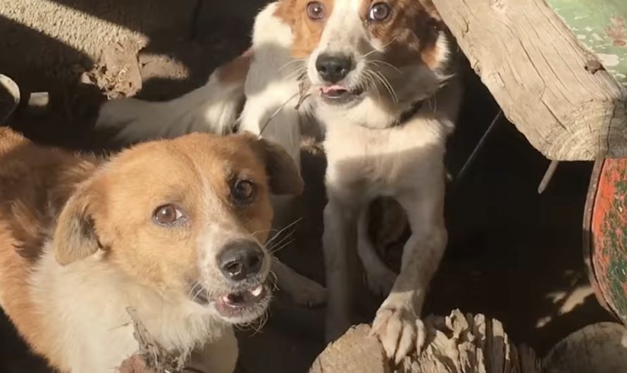 Dog Brothers Chained Out With Each Other Were Never Ever Supposed To See Each Other Again