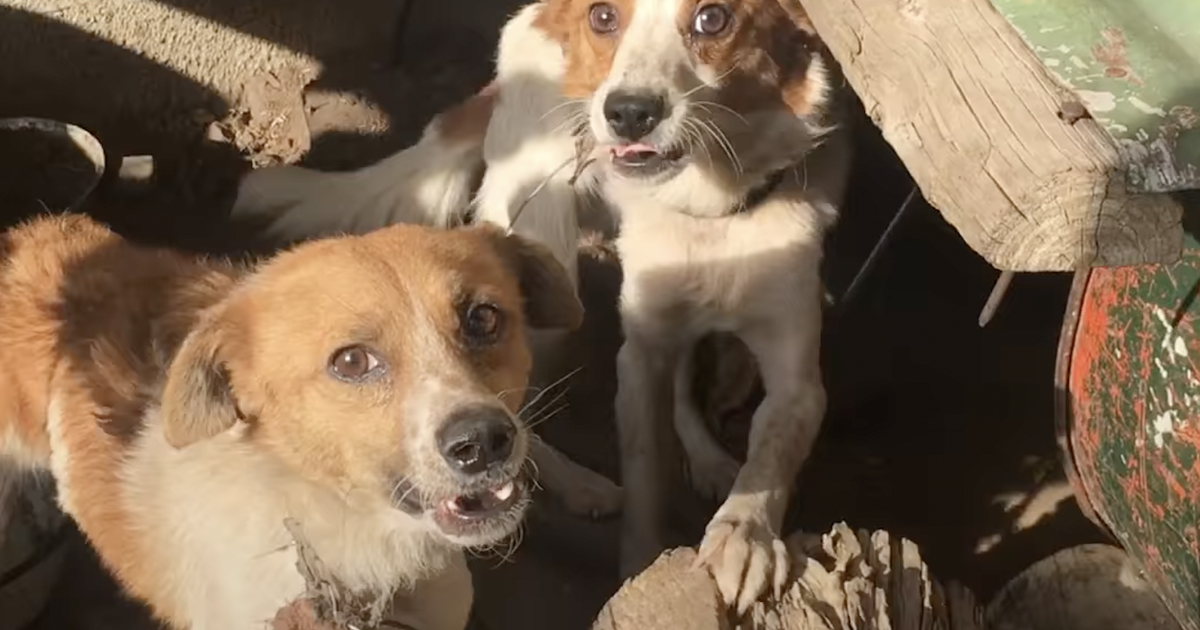 Dog Brothers Chained Out With Each Other Were Never Ever Supposed To See Each Other Again
