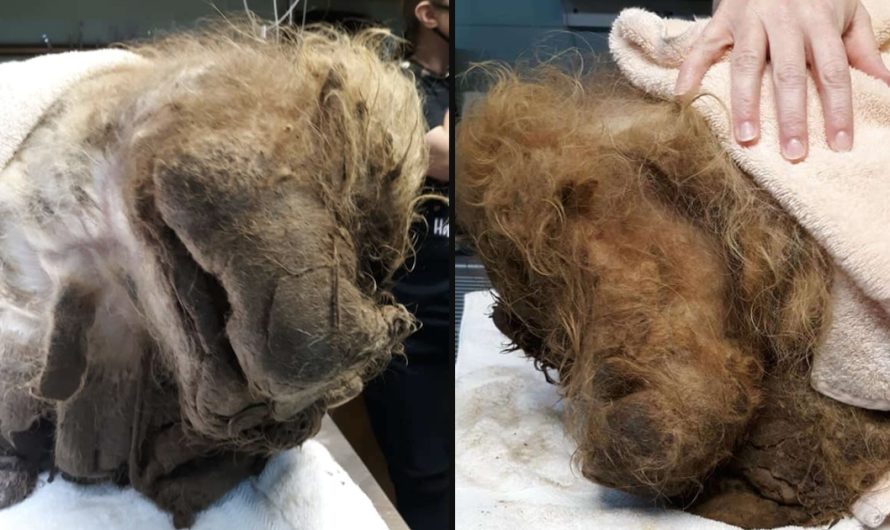 Dog Covered In 15 Additional Pounds Of Matted Hair Freed From His Jail