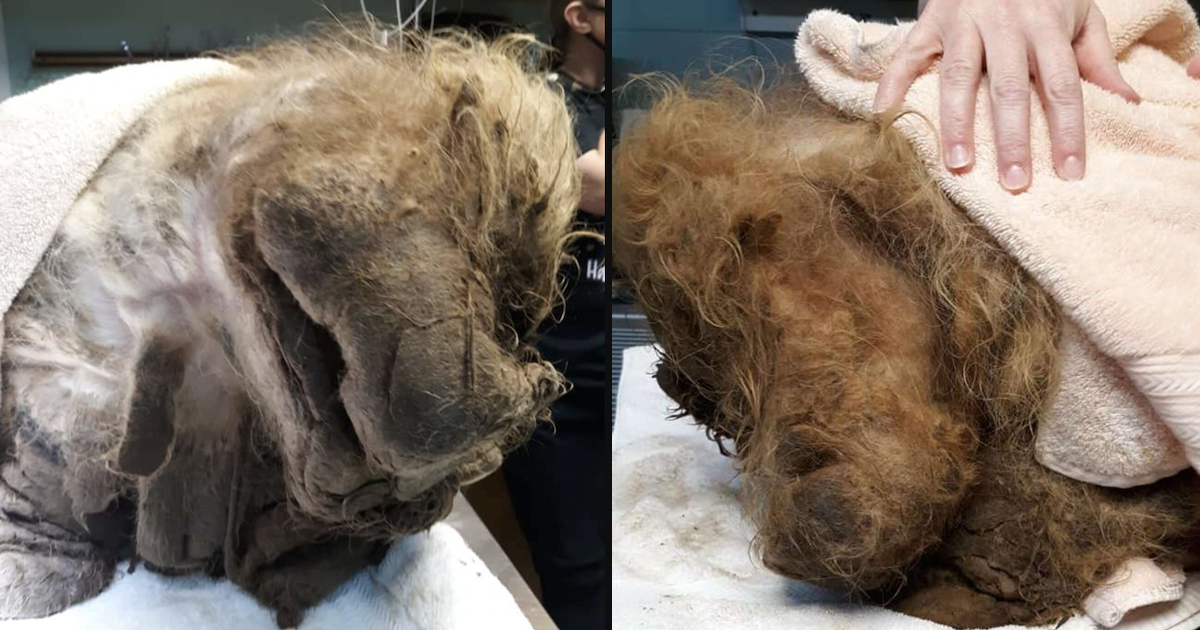 Dog Covered In 15 Additional Pounds Of Matted Hair Freed From His Jail