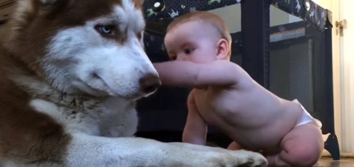 Dog Efforts To Act Hard Then The Baby Tries To Pet Him Dog's Reaction Is Priceless