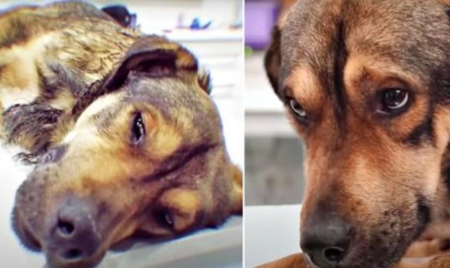 Dog Hanged By Cable Pleaded With Eyes For Saviors To Find His Injury Heal Him