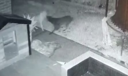 Dog Seen Having Fun With A Ghost In The Backyard
