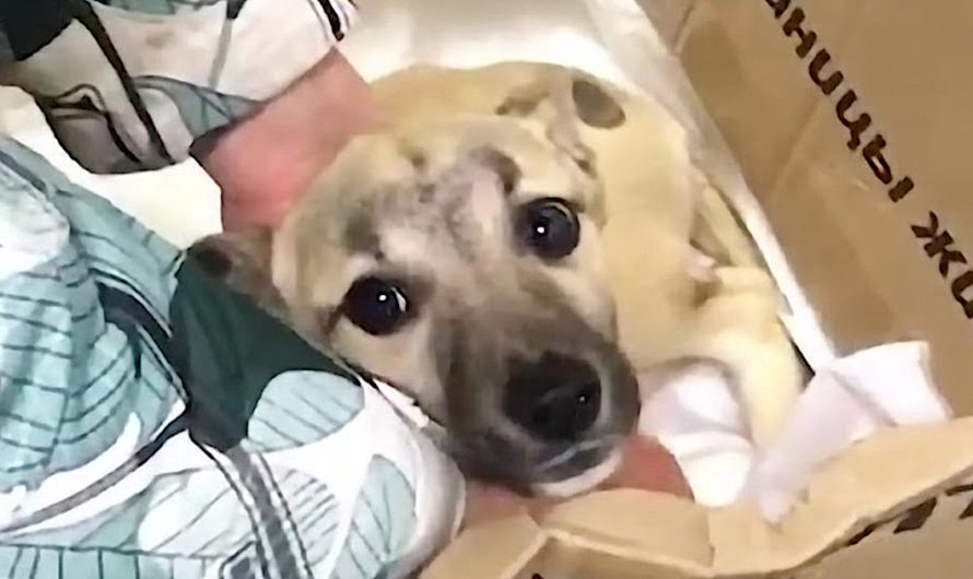 Dog Was Left In The Dump In A Box All Since She Was Hurt